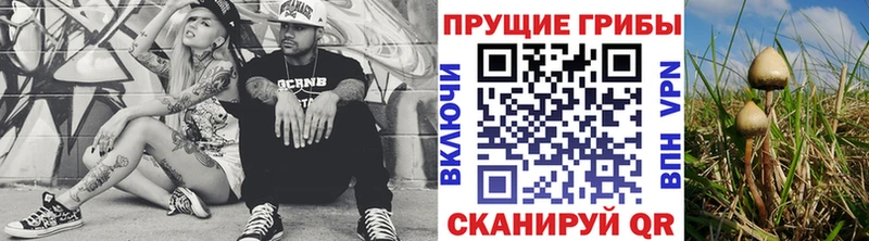где купить   Сухиничи  KRAKEN как войти  Псилоцибиновые грибы Cubensis 